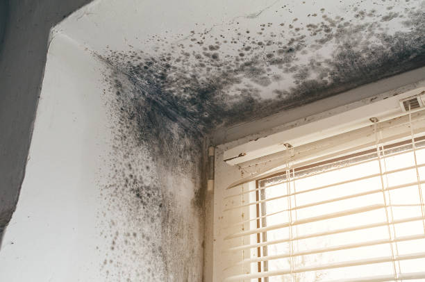 Affordable Black Mold Remediation solutions in Bel Air, MD